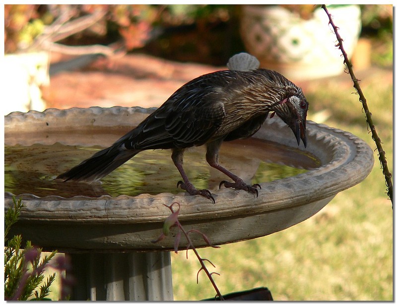 bird mirror 2 - Wattlebird; DISPLAY FULL IMAGE.