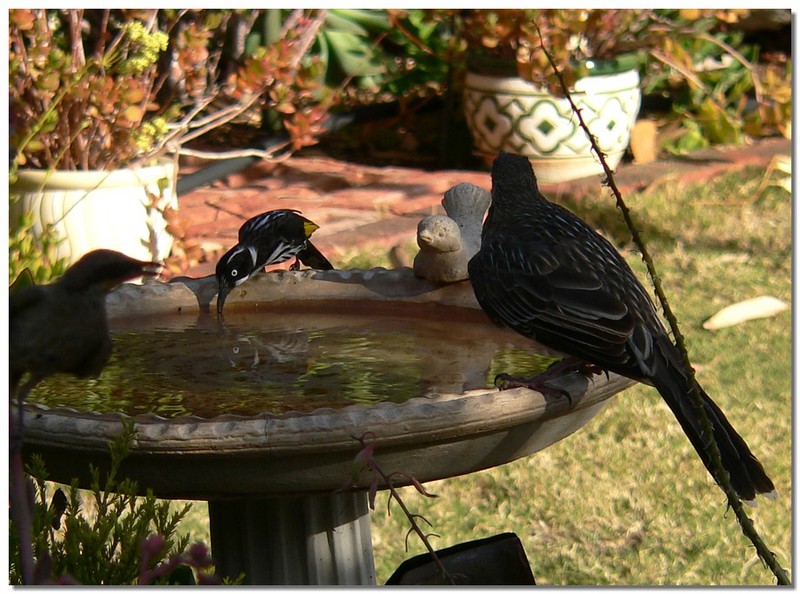 bird mirror 5 - New Holland honeyeater & Wattlebird; DISPLAY FULL IMAGE.