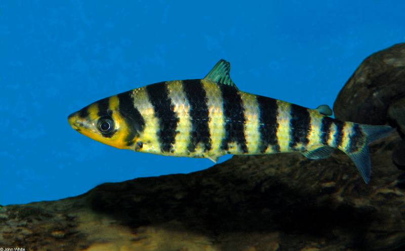 Banded Leporinus (Leporinus fasciatus); DISPLAY FULL IMAGE.