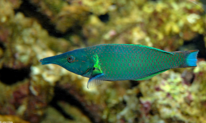 Bird wrasse (Gomphosus varius); DISPLAY FULL IMAGE.