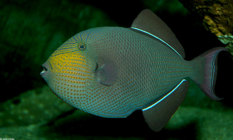 Black Durgon (Melichthys niger)001; DISPLAY FULL IMAGE.
