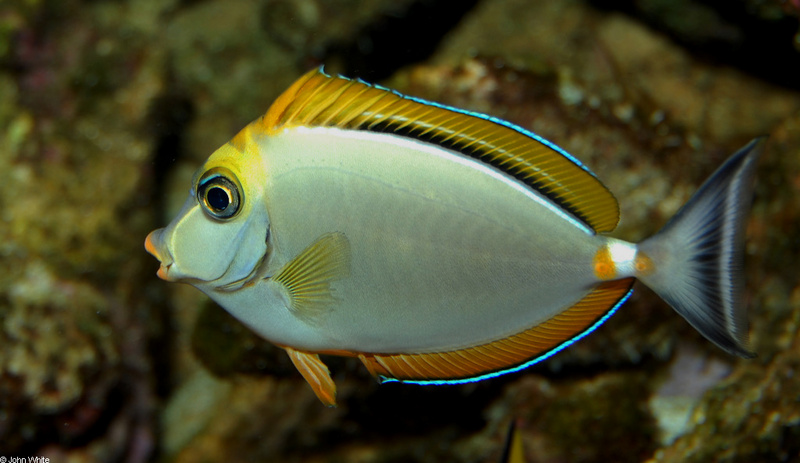 Blonde Naso Tang (Naso lituratus)001; DISPLAY FULL IMAGE.