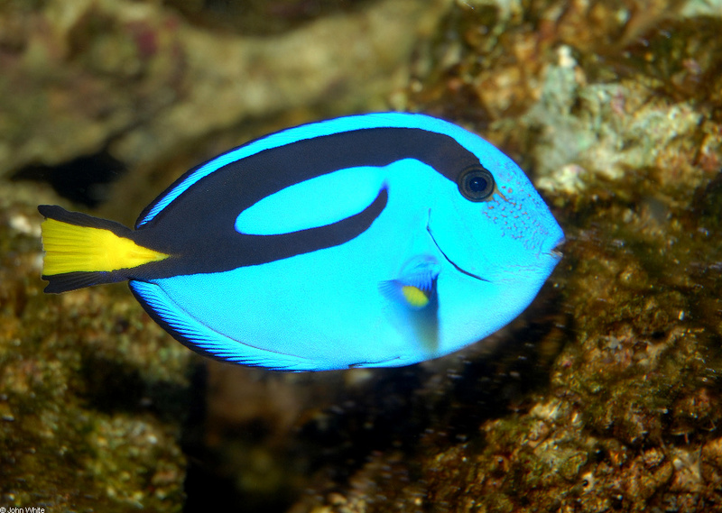 Blue Tang (Paracanthurus hepatus); DISPLAY FULL IMAGE.