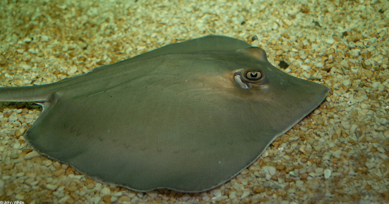 Southern Stingray (Dasyatis americana)001; DISPLAY FULL IMAGE.