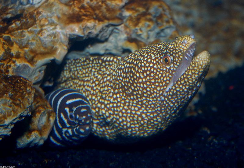 Whitemouth Moray Eel (Gymnothorax meleagris) with Zebra Moray (Gymnomuraena zebra); DISPLAY FULL IMAGE.