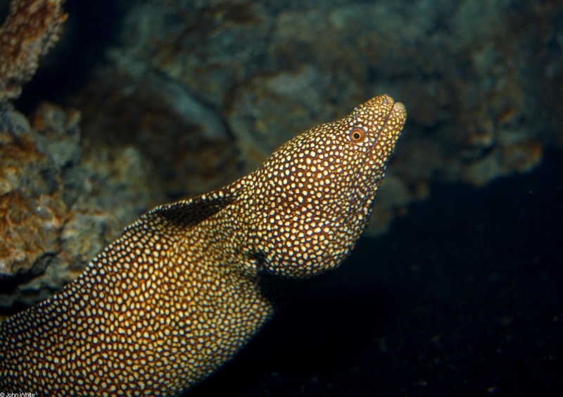 Whitemouth Moray Eel (Gymnothorax meleagris); DISPLAY FULL IMAGE.