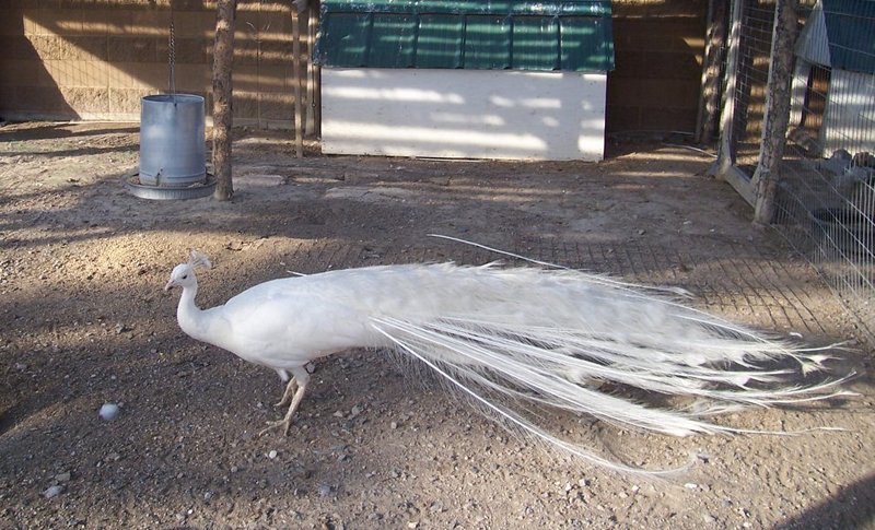 Albino Peacock - Purely White Peacock; DISPLAY FULL IMAGE.
