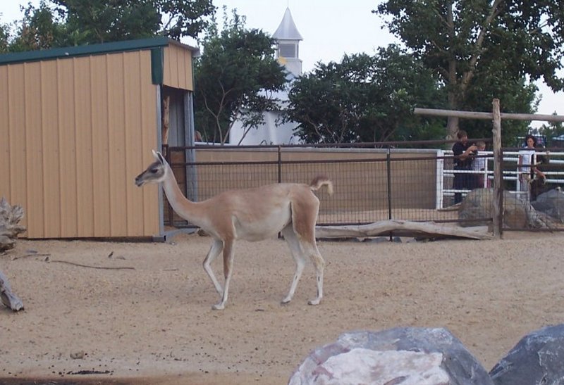 Guanaco; DISPLAY FULL IMAGE.
