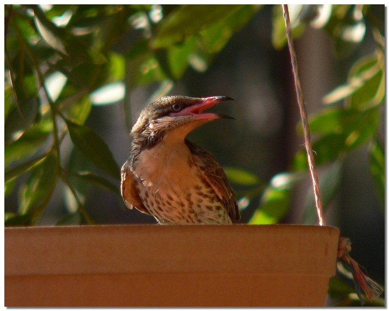 spiny cheeked honeyeater 1; DISPLAY FULL IMAGE.