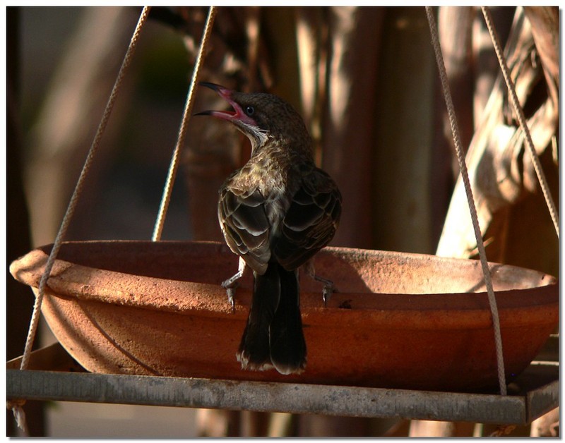 spiny cheeked honeyeater 2; DISPLAY FULL IMAGE.