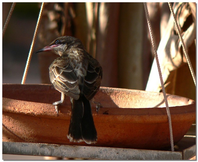 spiny cheeked honeyeater 3; DISPLAY FULL IMAGE.