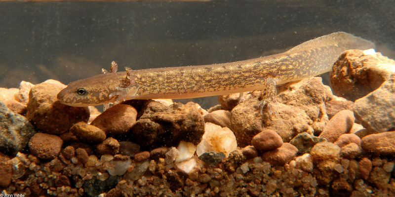 Warm Winter Days in the Woods - Northern Two-lined Salamander (Eurycea bislineata); DISPLAY FULL IMAGE.