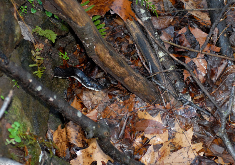 Warm Winter Days in the Woods - Black Ratsnake; DISPLAY FULL IMAGE.