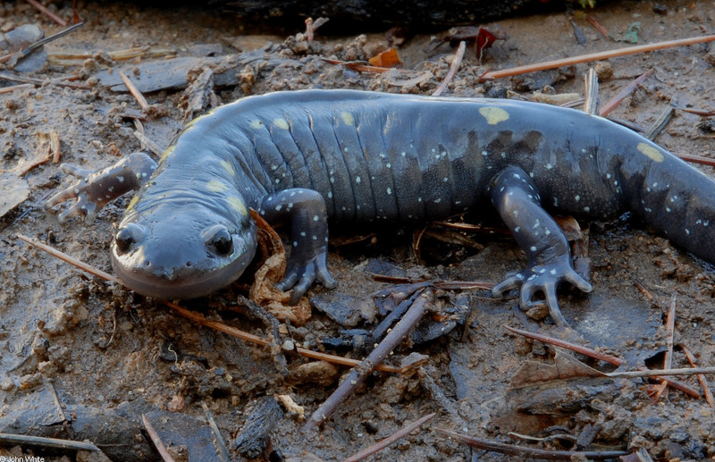 Warm Winter Days in the Woods - Spotted Salamander; DISPLAY FULL IMAGE.