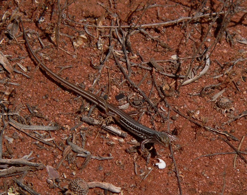 skink on 2 legs; DISPLAY FULL IMAGE.