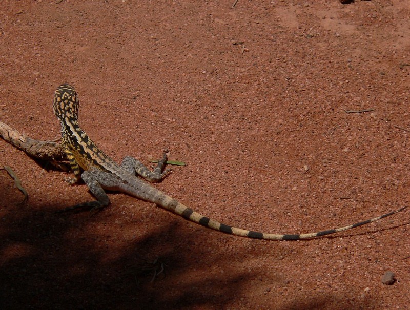 sunbaking dragon; DISPLAY FULL IMAGE.