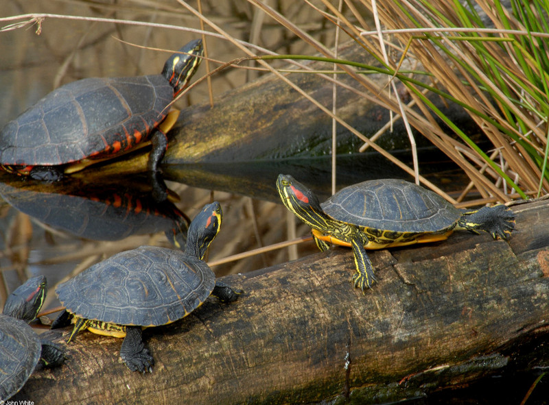Turtles - eastern painted turtle and sliders; DISPLAY FULL IMAGE.