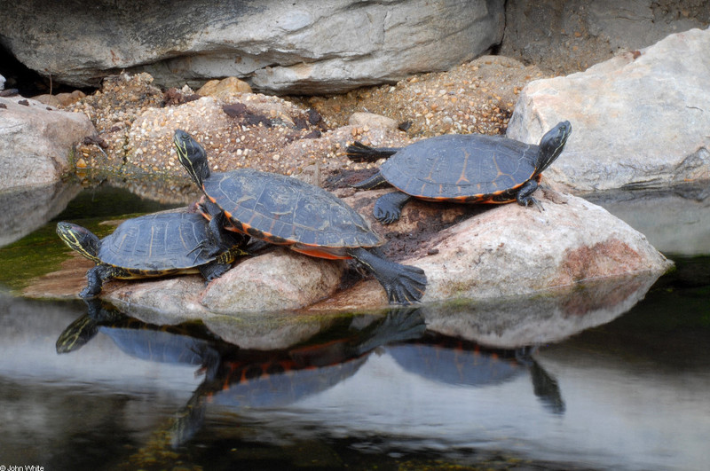 Turtles - slider-and-Northern Red-bellied Cooter (Pseudemys rubriventris); DISPLAY FULL IMAGE.