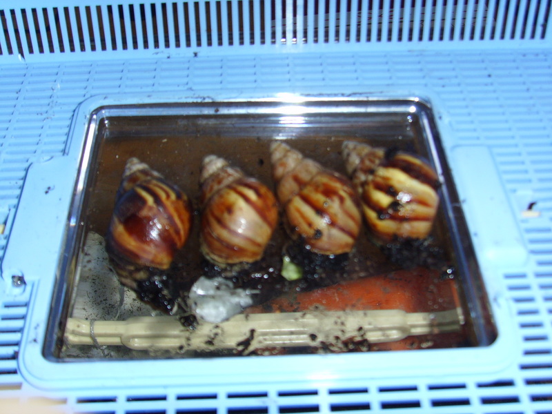 snails; DISPLAY FULL IMAGE.