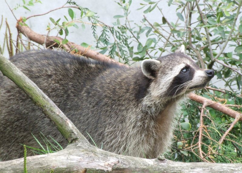racoons; DISPLAY FULL IMAGE.