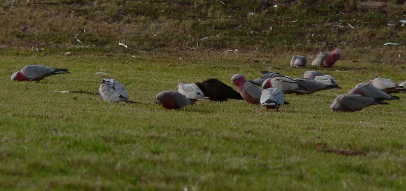 Mutant Galah 1; DISPLAY FULL IMAGE.