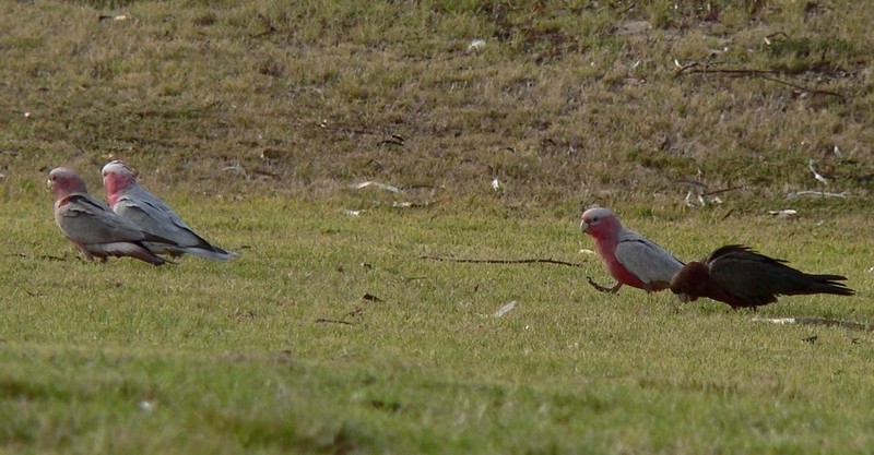 Mutant Galah 2; DISPLAY FULL IMAGE.