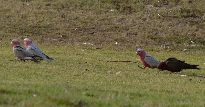 Mutant Galah 2; DISPLAY FULL IMAGE.