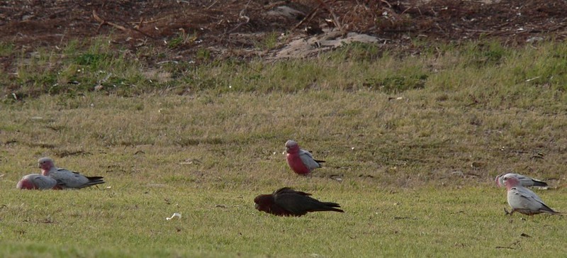 Mutant Galah 3; DISPLAY FULL IMAGE.