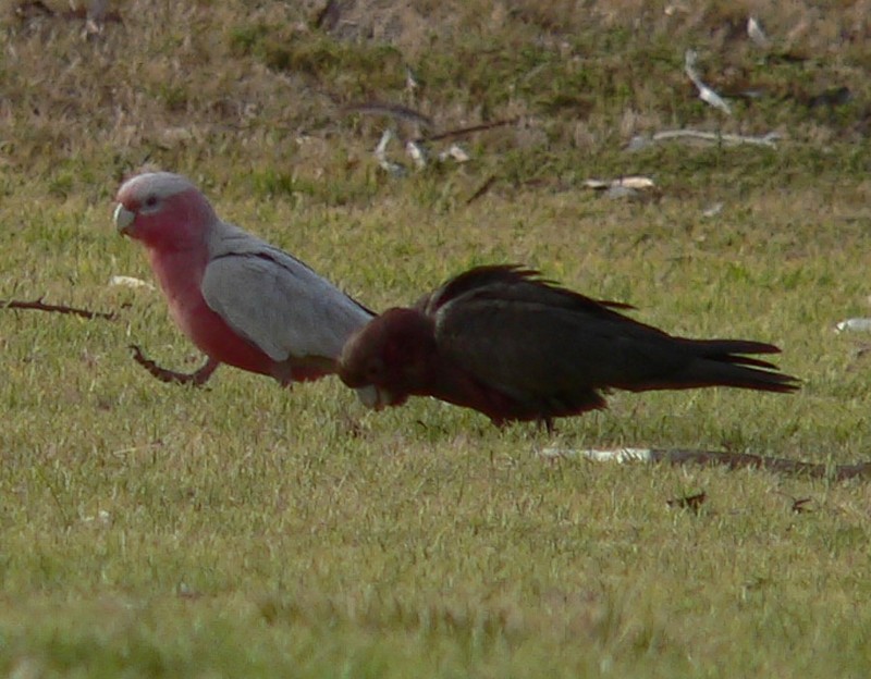 Mutant Galah 4; DISPLAY FULL IMAGE.