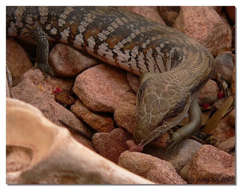 bluetongue gets mince 1; DISPLAY FULL IMAGE.