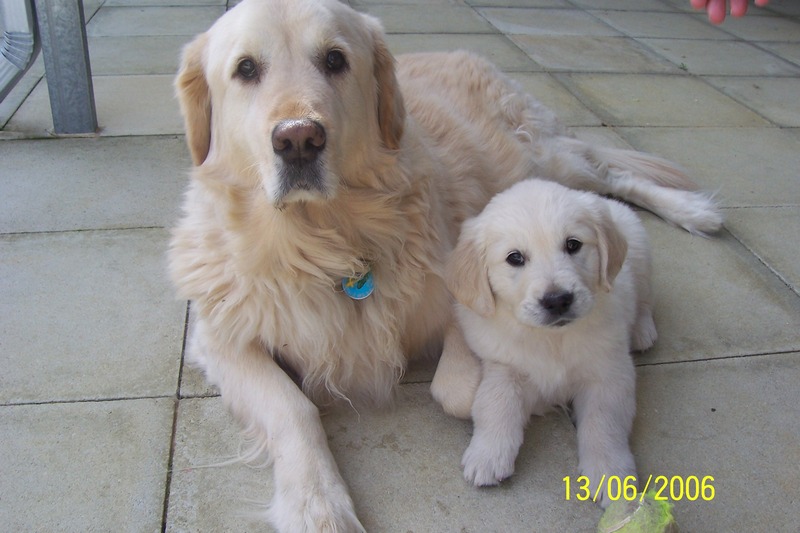 Golden Retrievers; DISPLAY FULL IMAGE.