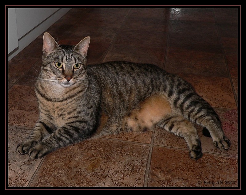 Cat; DISPLAY FULL IMAGE.