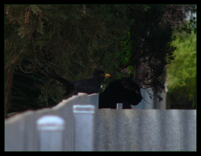 Common blackbird 2; DISPLAY FULL IMAGE.