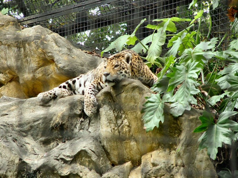 Hong Kong Jaguar - 1/2; DISPLAY FULL IMAGE.