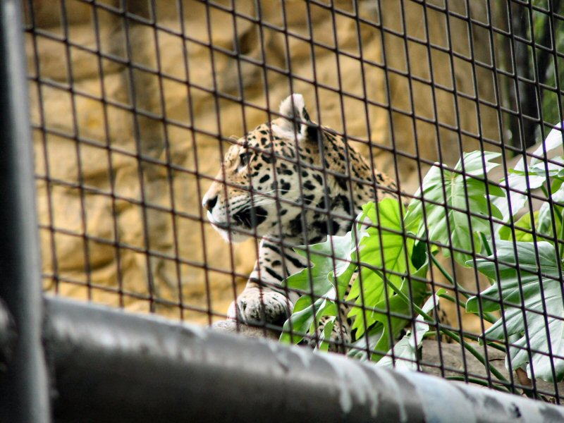 Hong Kong Jaguar - 2/2; DISPLAY FULL IMAGE.
