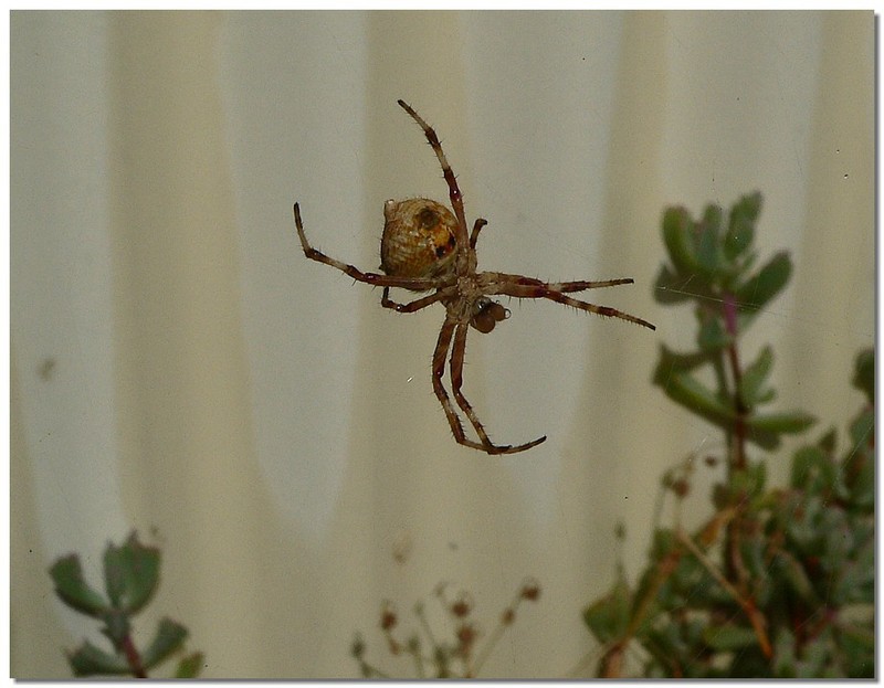 spider 1; DISPLAY FULL IMAGE.