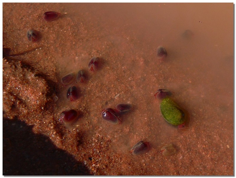 life in a puddle 1 - Clam Shrimps; DISPLAY FULL IMAGE.