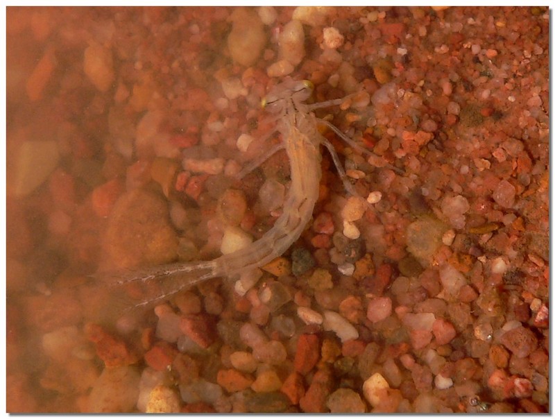 life in a puddle 2; DISPLAY FULL IMAGE.