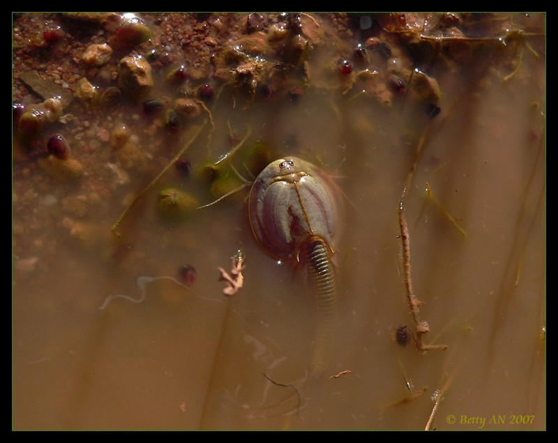 Shield Shrimp - Triops australiensis 1; DISPLAY FULL IMAGE.