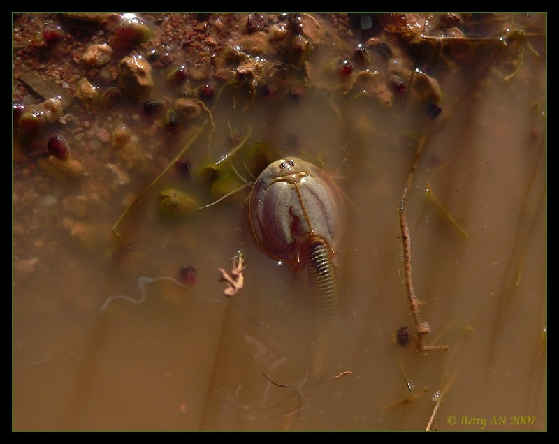 Shield Shrimp - Triops australiensis 1; DISPLAY FULL IMAGE.