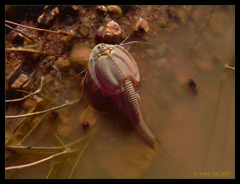 Shield Shrimp - Triops australiensis 2; DISPLAY FULL IMAGE.