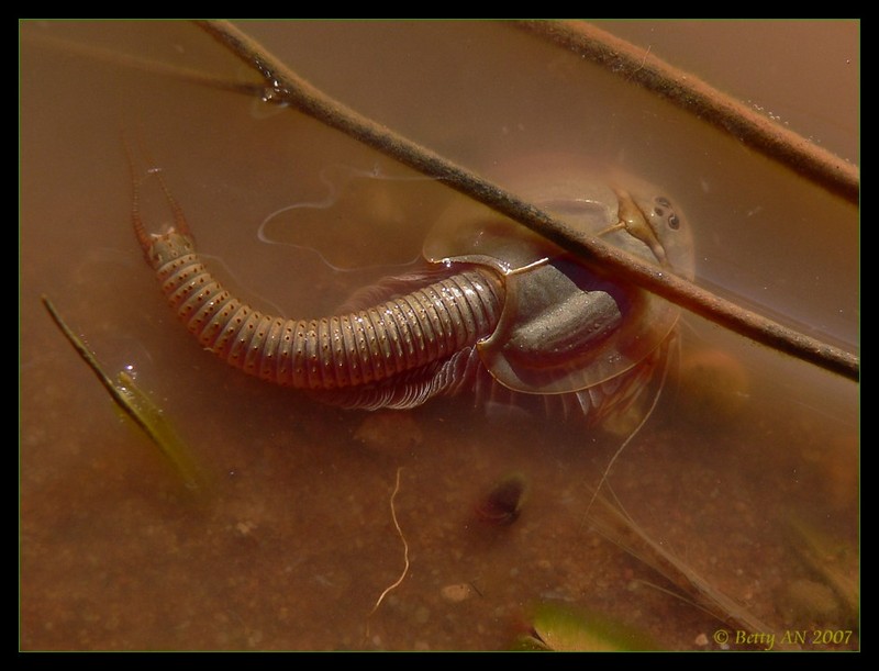 Shield Shrimp - Triops australiensis 3; DISPLAY FULL IMAGE.