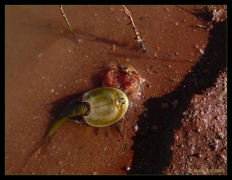 Shield Shrimp - Triops australiensis 4; DISPLAY FULL IMAGE.