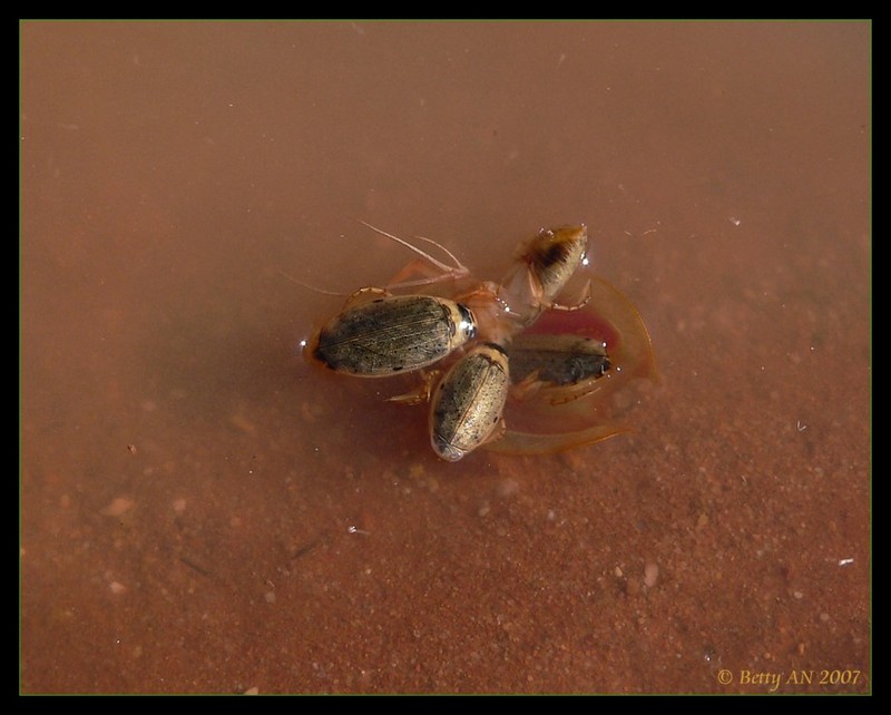 Shield Shrimp - Triops australiensis 5; DISPLAY FULL IMAGE.