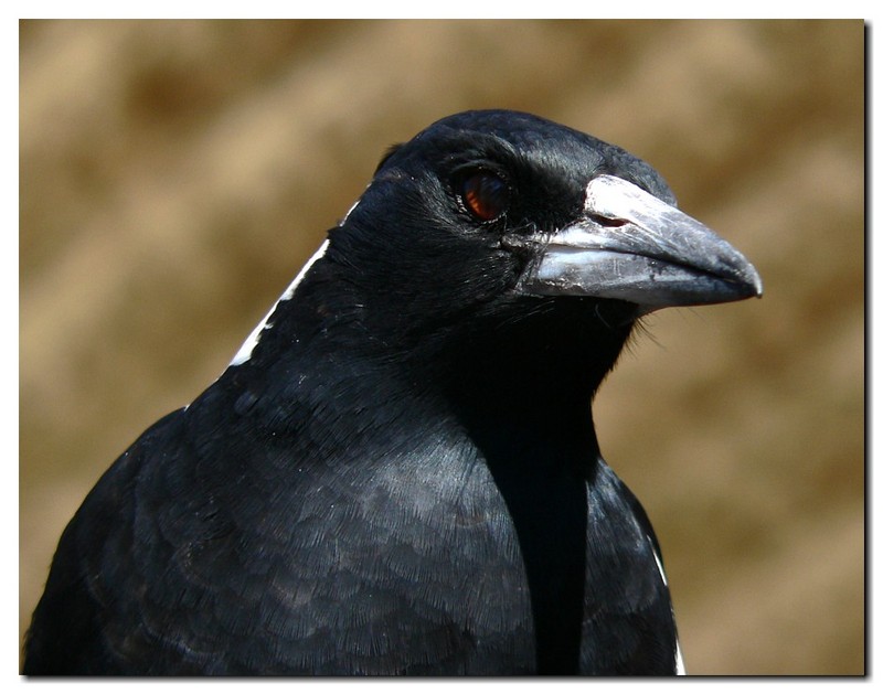 Baby Australian Magpie 2; DISPLAY FULL IMAGE.