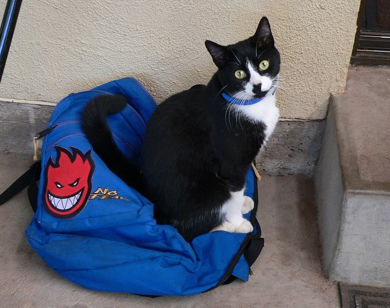 Little devil 2; DISPLAY FULL IMAGE.