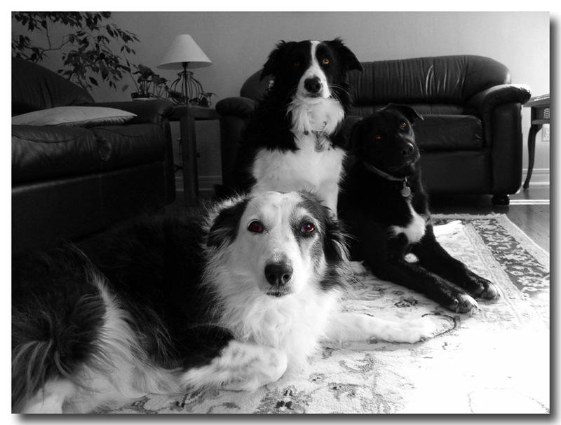 border collies; DISPLAY FULL IMAGE.