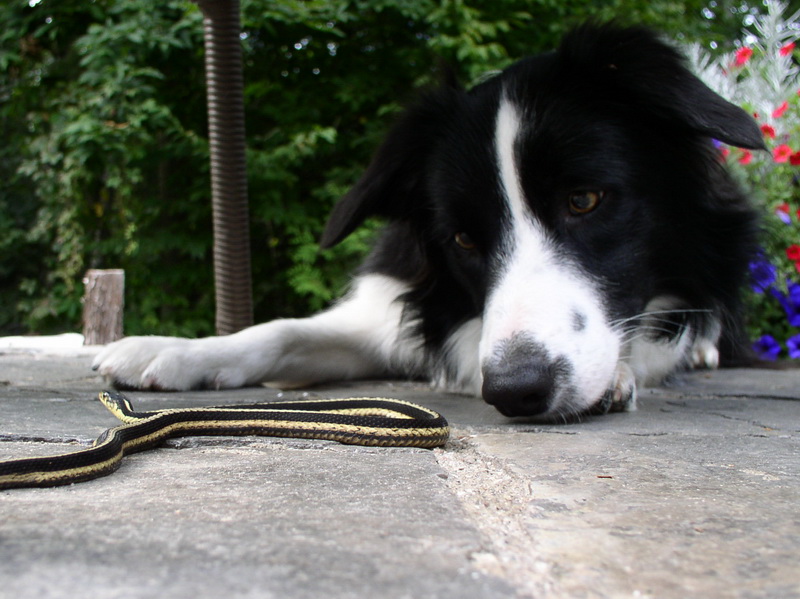 border collies; DISPLAY FULL IMAGE.