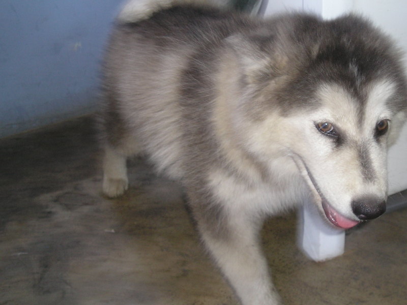 A SIBERIAN ON PERU; DISPLAY FULL IMAGE.