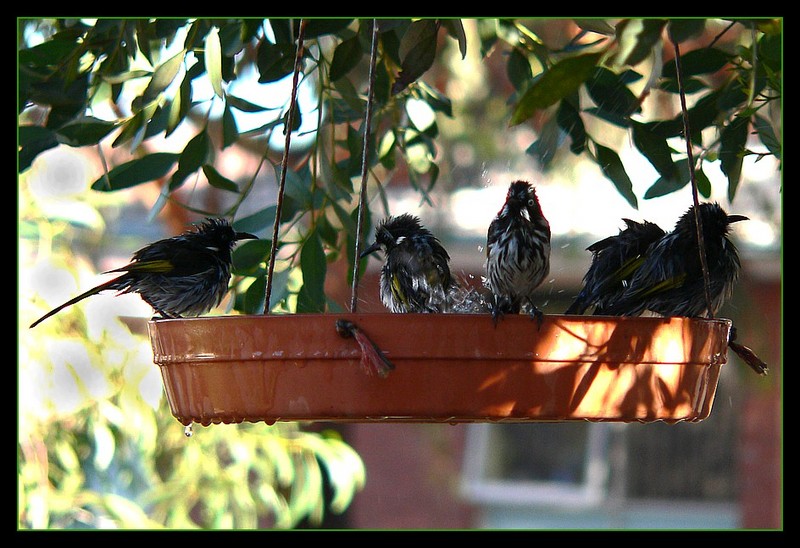 New Holland honeyeaters bathtime 1 New Holland honeyeater (Phylidonyris novaehollandiae); DISPLAY FULL IMAGE.